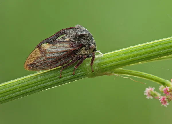 Treehopper. . — Foto de Stock