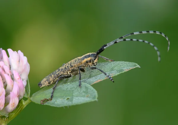 Escarabajo. — Foto de Stock