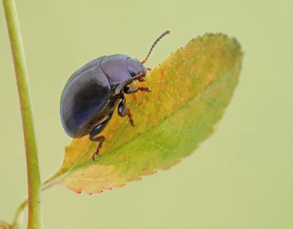 Escarabajo. —  Fotos de Stock