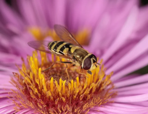 Mosca senta-se em uma flor — Fotografia de Stock