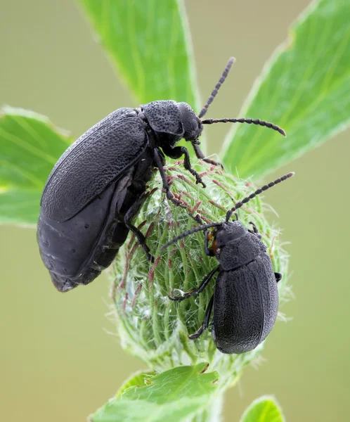 Beetle sits on a flower. — Stock Photo, Image