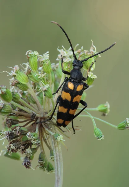 カブトムシの花に座っています。. — ストック写真