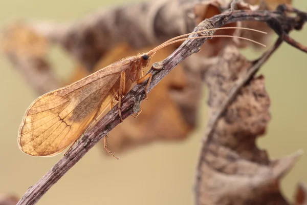 Motyl siada na gałęzi. — Zdjęcie stockowe
