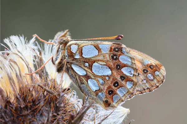 Mariposa se sienta en una flor . — Foto de Stock