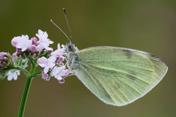 Motyl siada na kwiat. — Zdjęcie stockowe