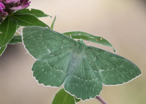 Mariposa se sienta en una rama — Foto de Stock