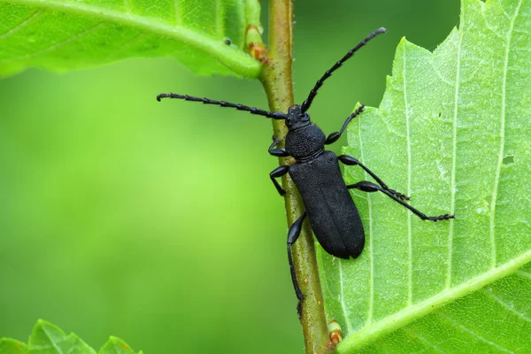 Escarabajo se sienta en una hoja . —  Fotos de Stock
