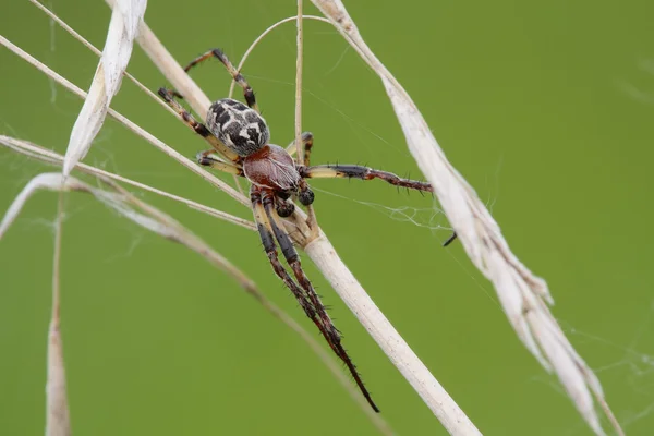 A aranha senta-se em uma lâmina . — Fotografia de Stock