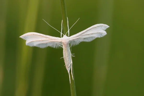 Motyl siada na trawie. — Zdjęcie stockowe