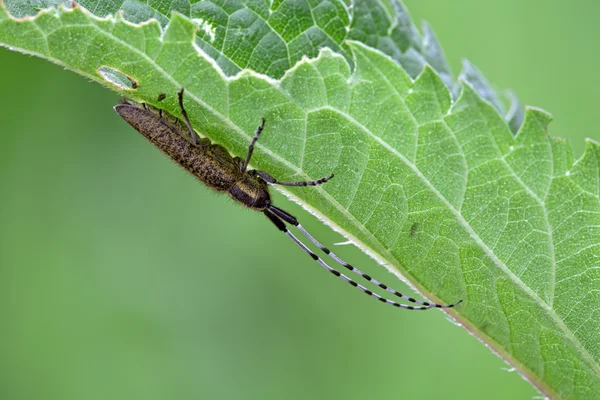 Escarabajo se sienta en una hierba — Foto de Stock