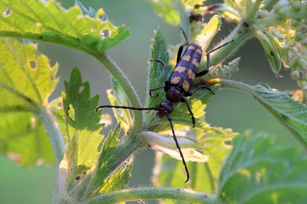 Beetle sits on a flower. — Stock Photo, Image