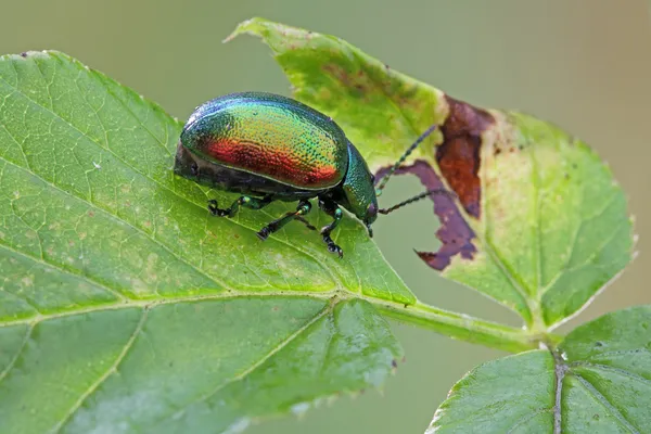 Escarabajo se sienta en una hoja . — Foto de Stock