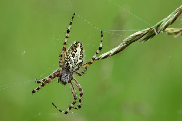 Spider. — Stock Photo, Image