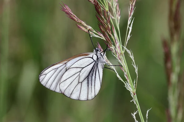 Motyl. — Zdjęcie stockowe