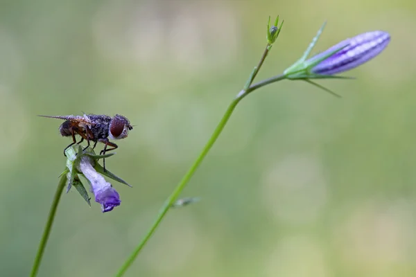 Volar sentado en una flor . — Foto de Stock