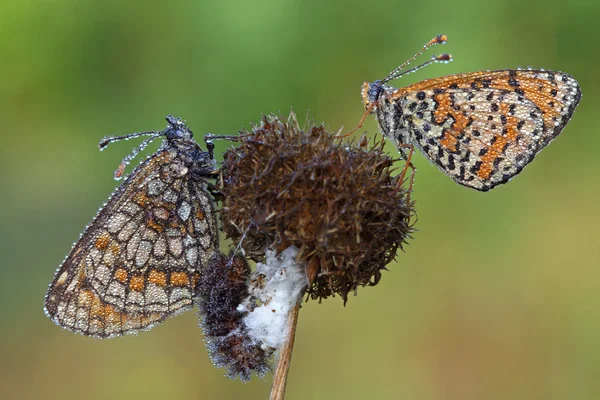 Butterflies — Stock Photo, Image