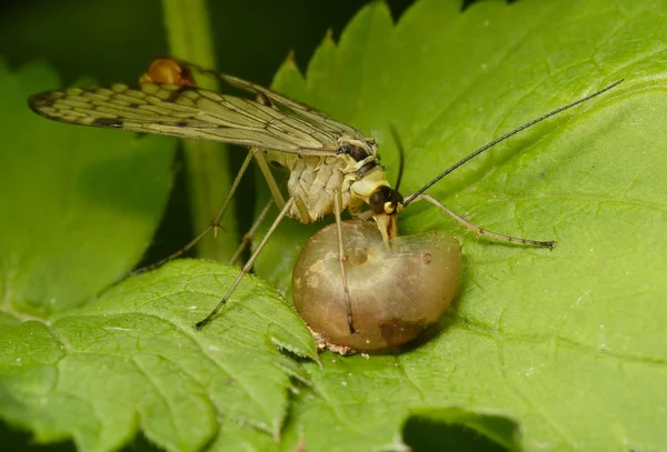 Predatory fly eats prey — Stock Photo, Image