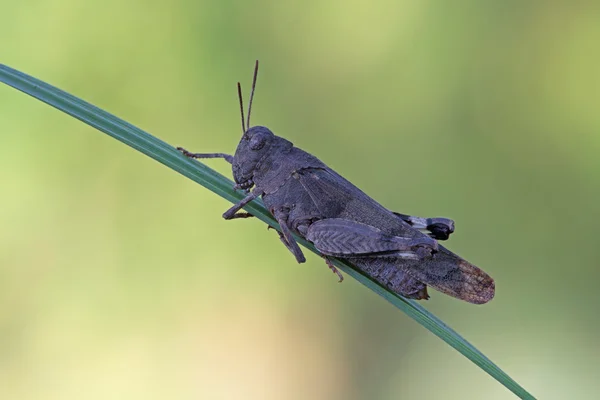 Gräshoppa — Stockfoto