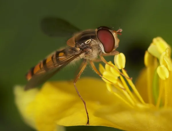 Fly — Stock Photo, Image