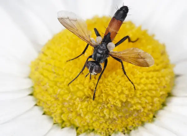 Fly sedí na květ — Stock fotografie