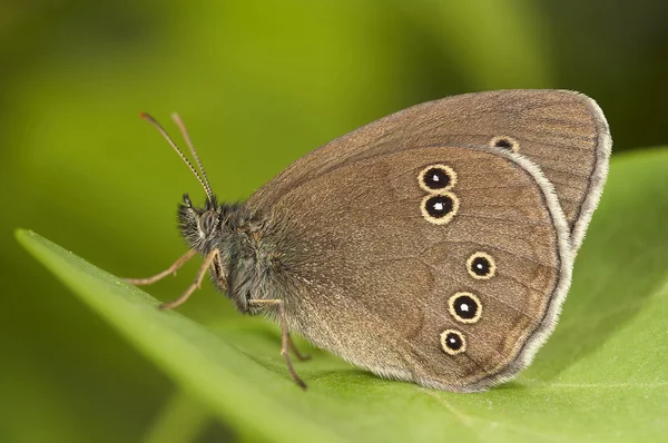 Mariposa. — Foto de Stock