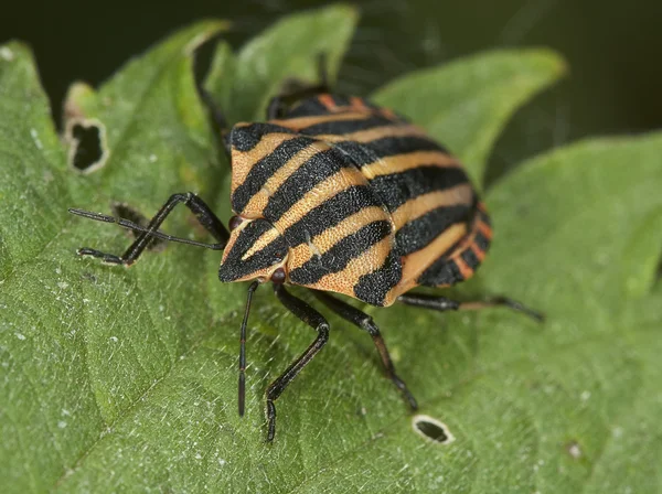 Bedbug — Stock Photo, Image