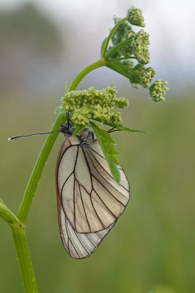 Motyl. — Zdjęcie stockowe