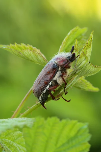 The cockchafer — Stock Photo, Image