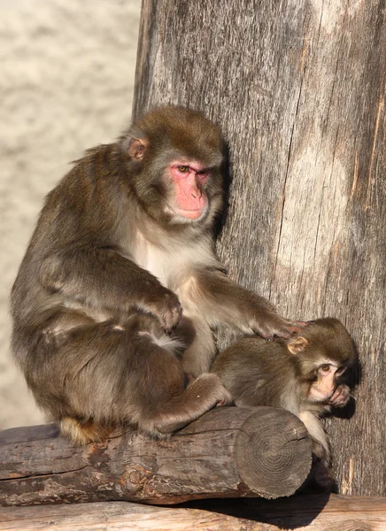 Macaco.. — Fotografia de Stock