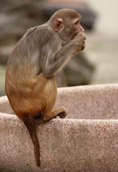 Macaco.. — Fotografia de Stock