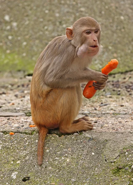 Macaco.. — Fotografia de Stock