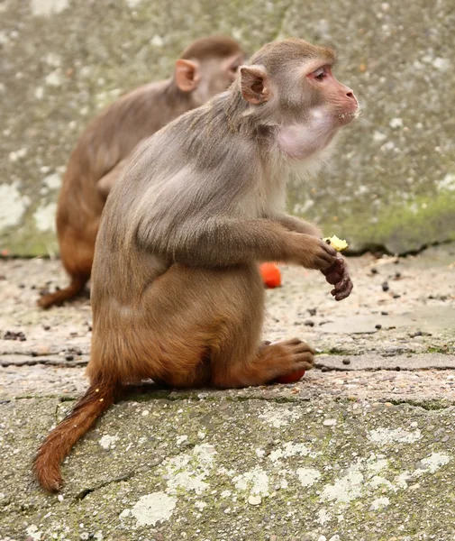 Macaco.. — Fotografia de Stock