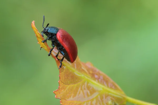 O besouro senta-se em uma folha . — Fotografia de Stock