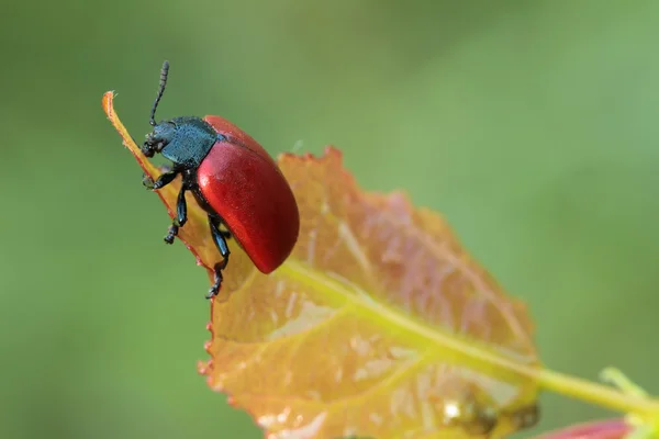 Scarabeo siede su una foglia . — Foto Stock