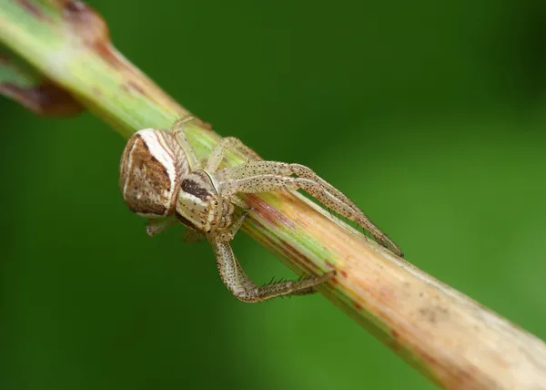 Spider sits on a branch. — Stock Photo, Image