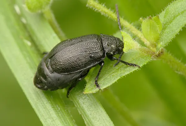 Käfer sitzt auf einem Blatt. — Stockfoto