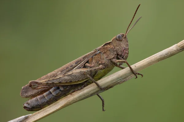 Heuschrecke. — Stockfoto