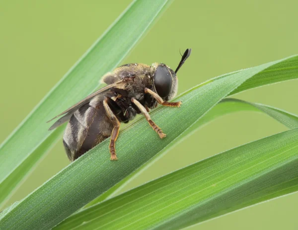 Fly. — Stock Photo, Image