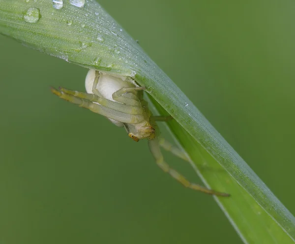 Araña. — Foto de Stock