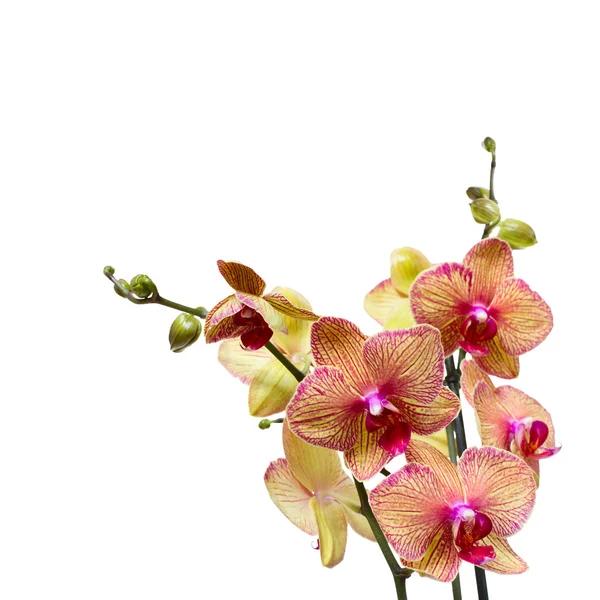 Vackra pink orchid filial — Stockfoto