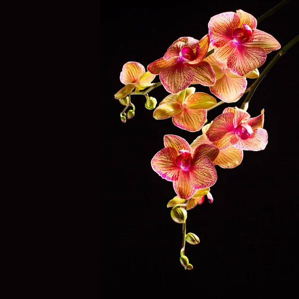 Vackra pink orchid filial — Stockfoto