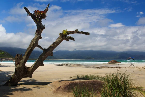 Gamla träd på stranden aventueiro över ön ilha grande, brazil — Stockfoto