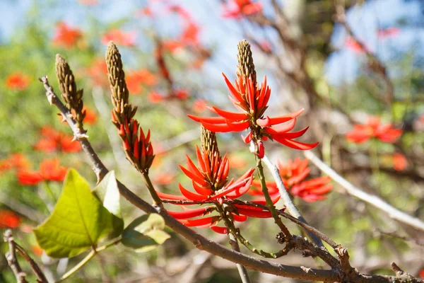 Tree with red flowers, erythrina, coral tree — Stock Photo, Image