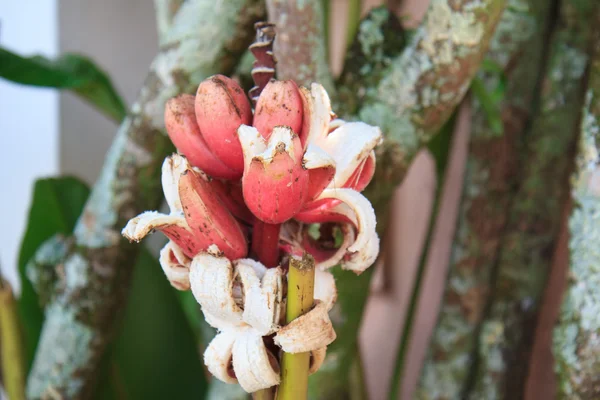 Червоні банани на дереві — стокове фото