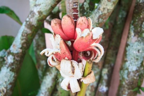 Ramo de plátanos rojos en el árbol —  Fotos de Stock