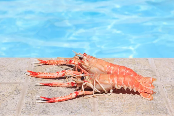 Two lobsters near swimming pool — Stock Photo, Image