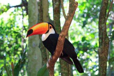 ağaç üzerinde toco toucan (ortak)