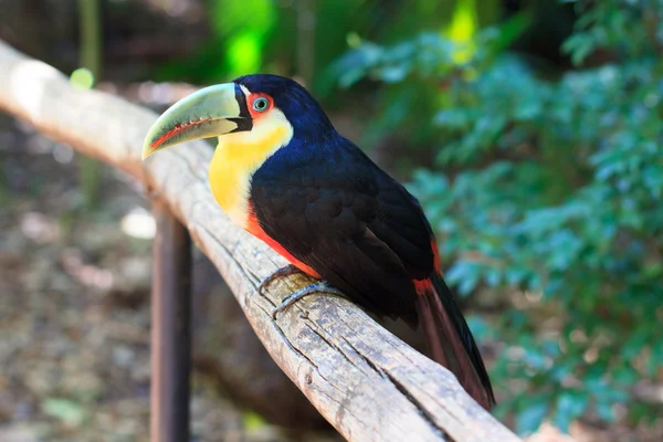 Tucán de pico verde (Pecho rojo) — Foto de Stock