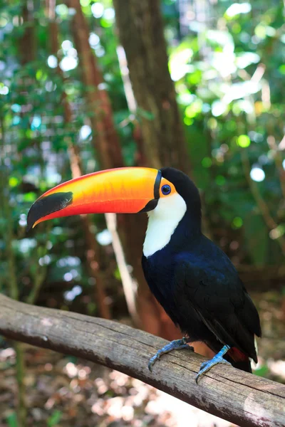 Toco Toucan (Common) ) — стоковое фото