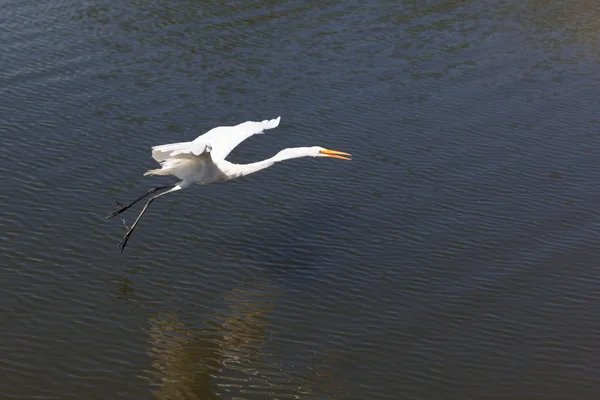 White Great Egret flying — Stock Photo, Image